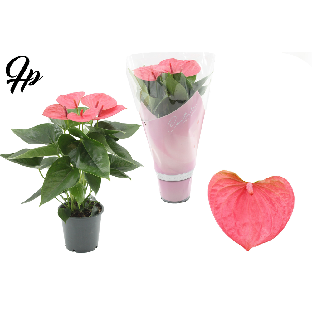 Anthurium 12 cm Sweet Dream in Couture sleeve.