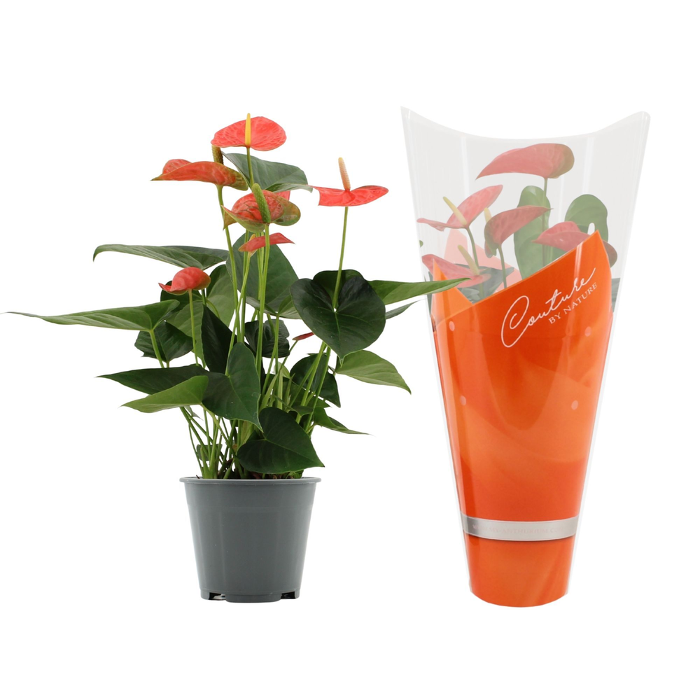 Anthurium Prince of Orange in Couture sleeve.