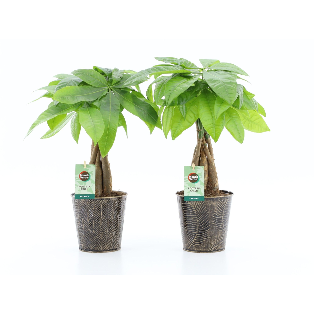 Pachira Aquatica gevlochten stam in Iron-Leaf.