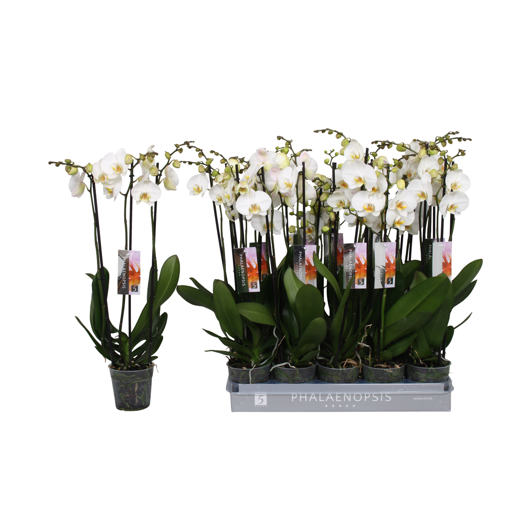 Phalaenopsis White, 3-spike 22+.