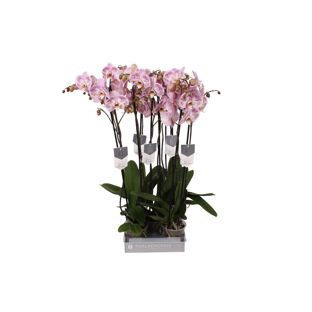 Phalaenopsis Spotted World, 2-spike 18+.