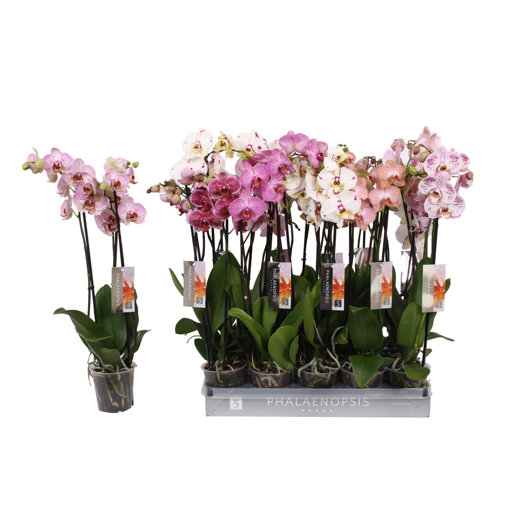 Phalaenopsis Specialty mix, 3-spike 22+.