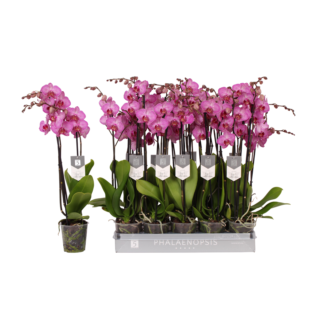 Phalaenopsis Paso Robles, 3-spike 22+.