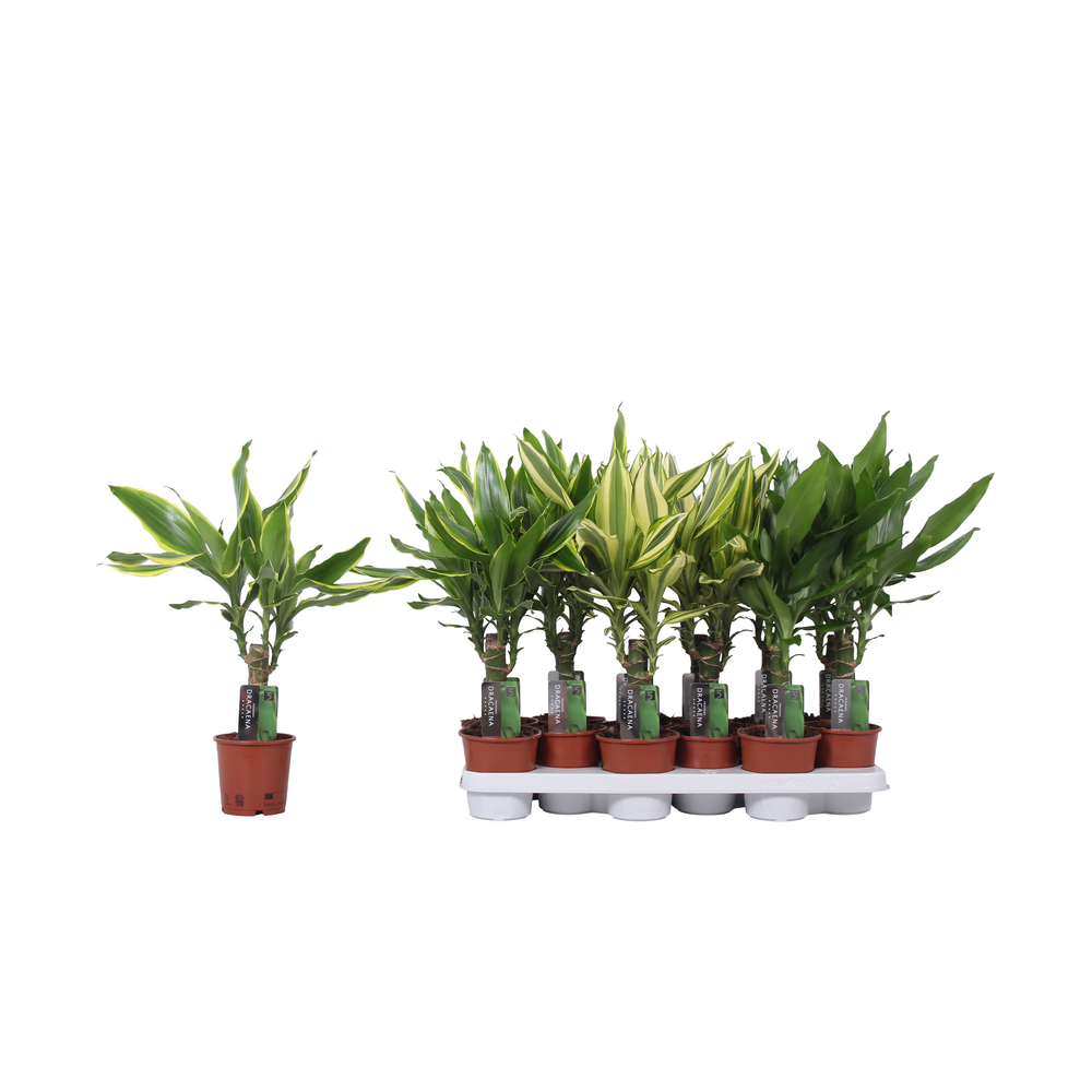 Dracaena 3 color mix, 11 cm pot.