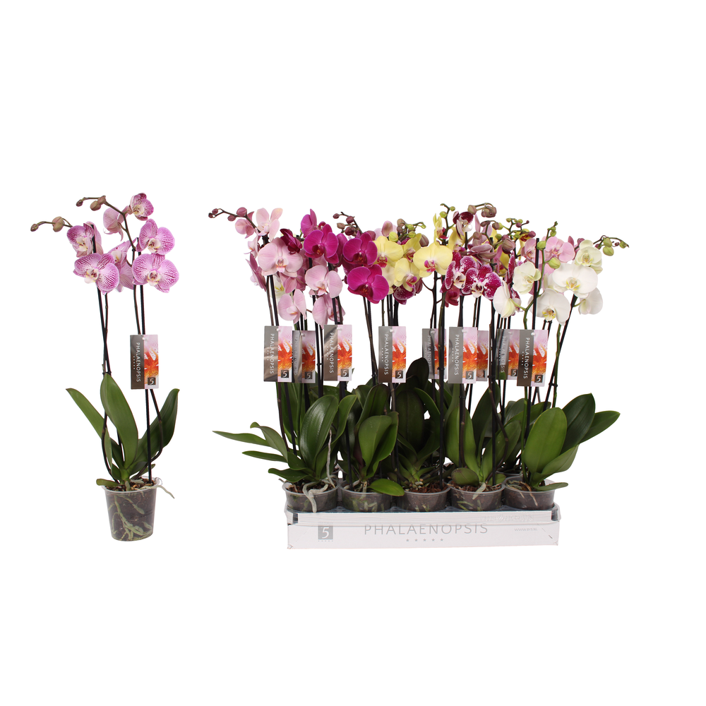 Phalaenopsis 6 color mix, 2-spike 14+.