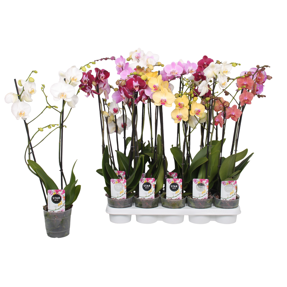 Phalaenopsis Star Mix, 2-spike 12+.
