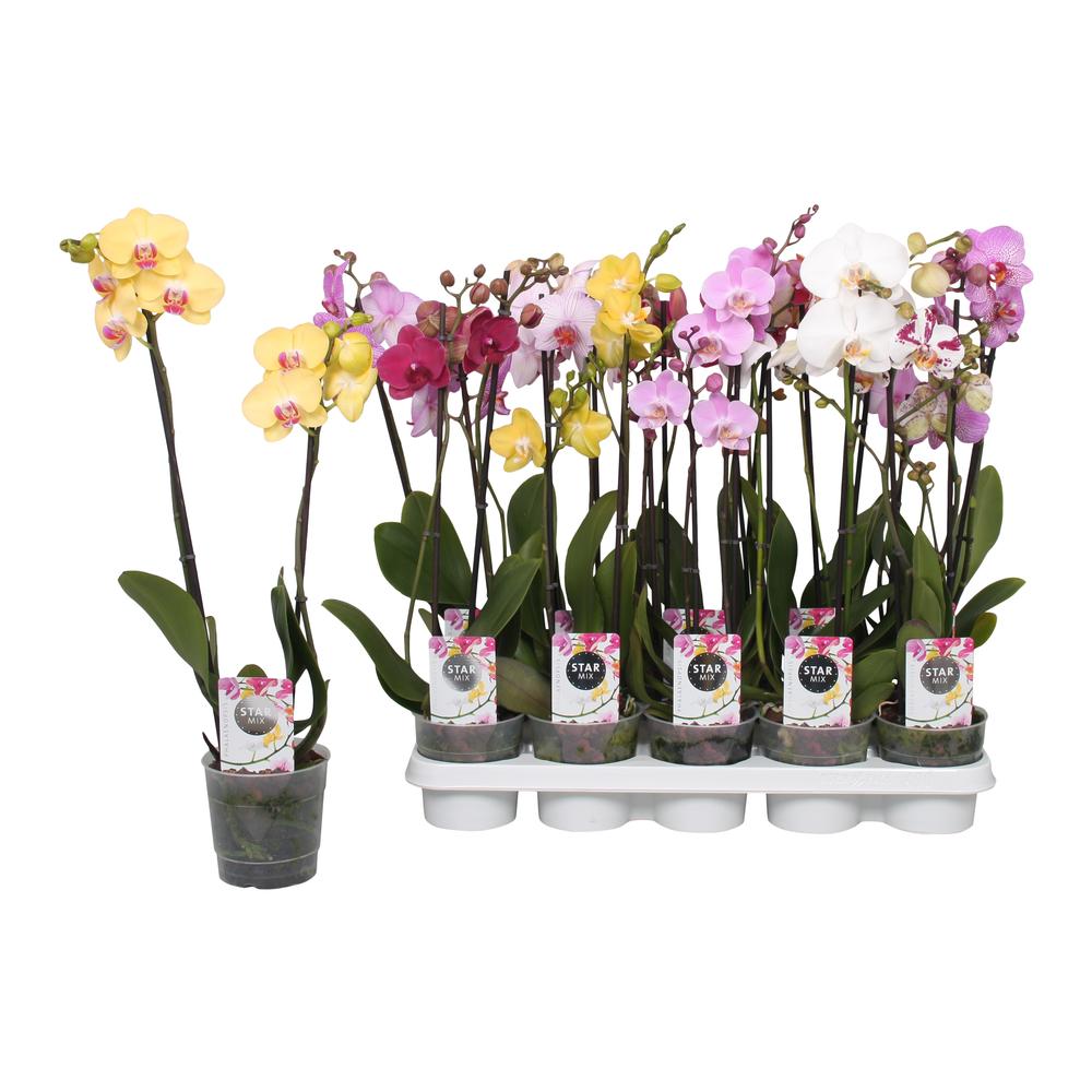 Phalaenopsis Star Mix, 2-spike 12+.
