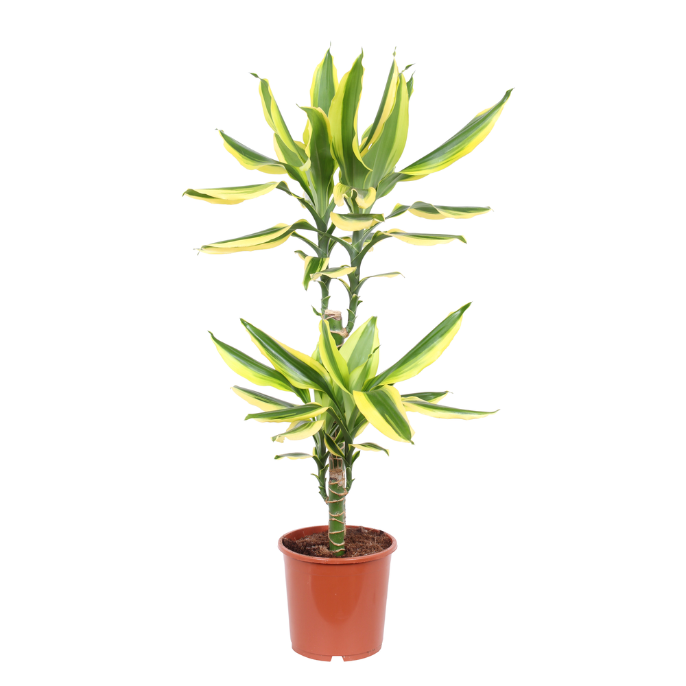 Dracaena Golden King, 17 cm pot.