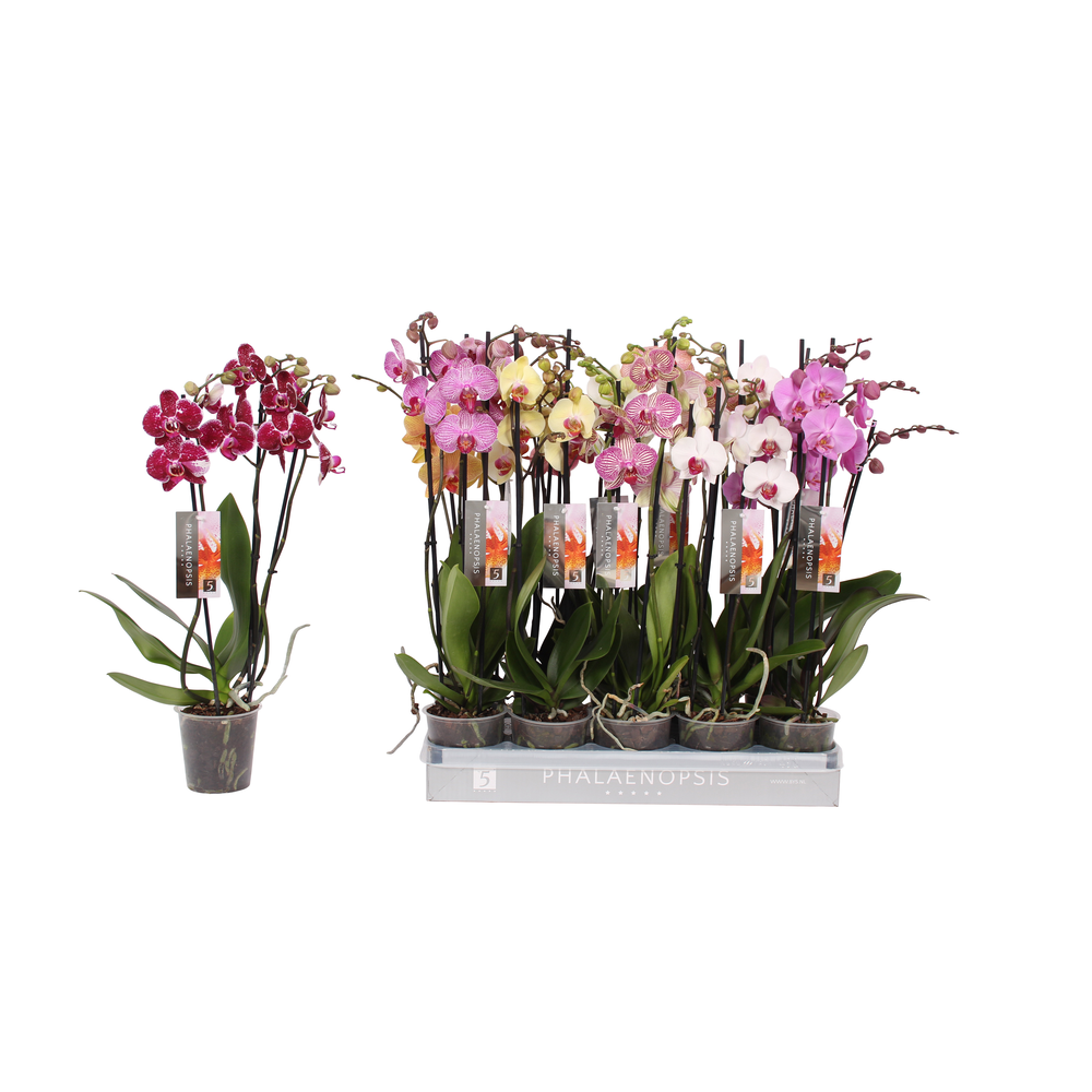 Phalaenopsis 6 color mix, 3-spike 18+.
