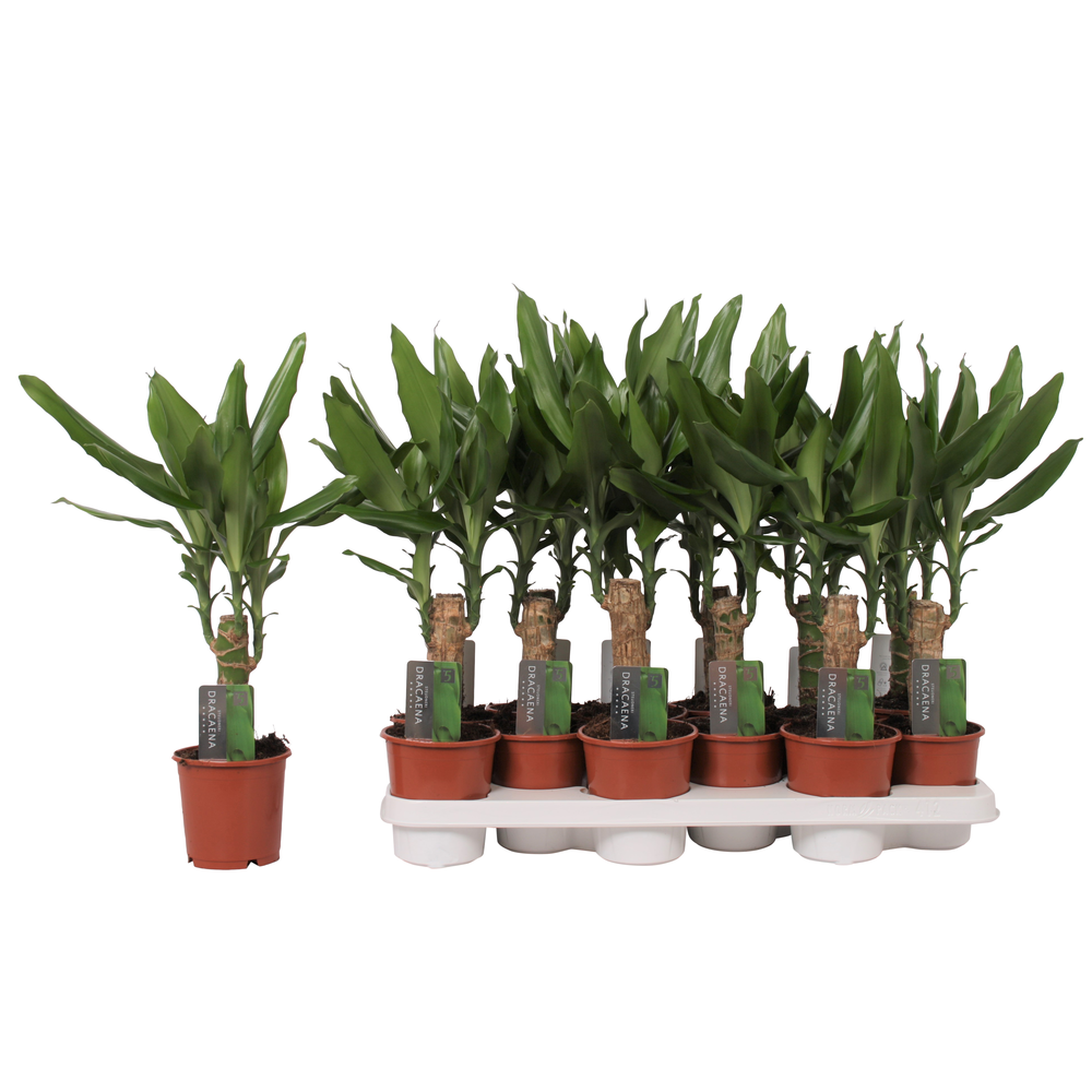 Dracaena Steudneri Green, 11 cm pot.