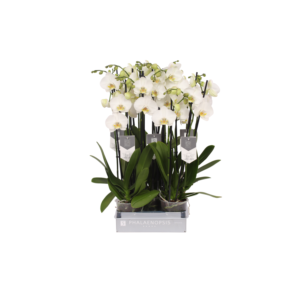 Phalaenopsis Nottingham, 4-spike 25+.