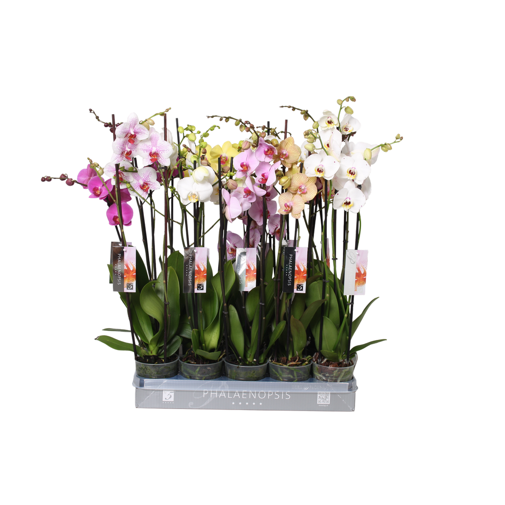 Phalaenopsis Italian mix, 3-spike 22+.