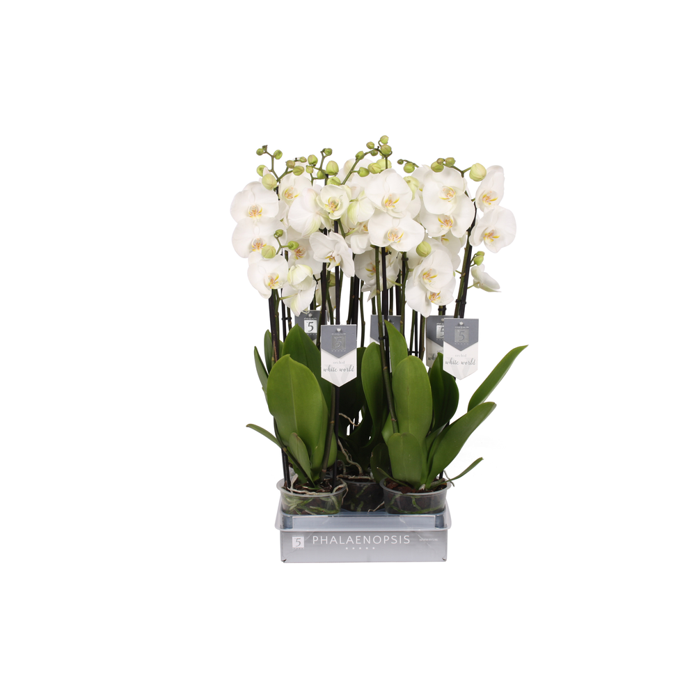 Phalaenopsis White World, 4-spike 25+.