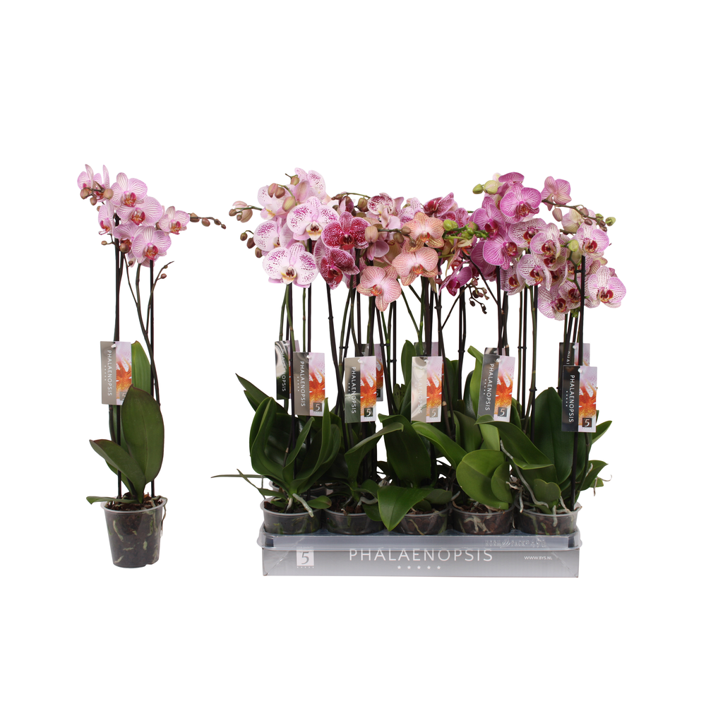 Phalaenopsis Specialty mix, 2-spike 18+.