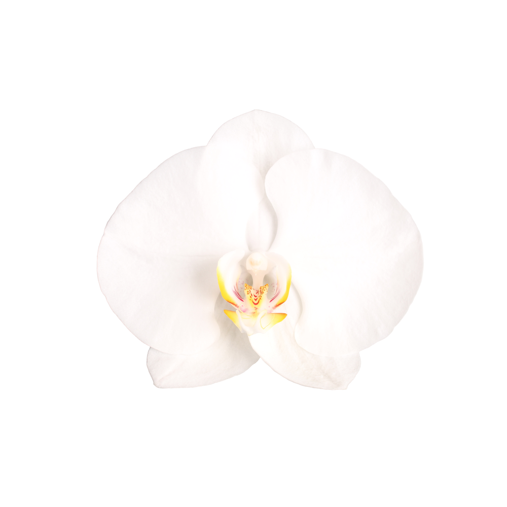 Phalaenopsis White World, 1-spike 9+.