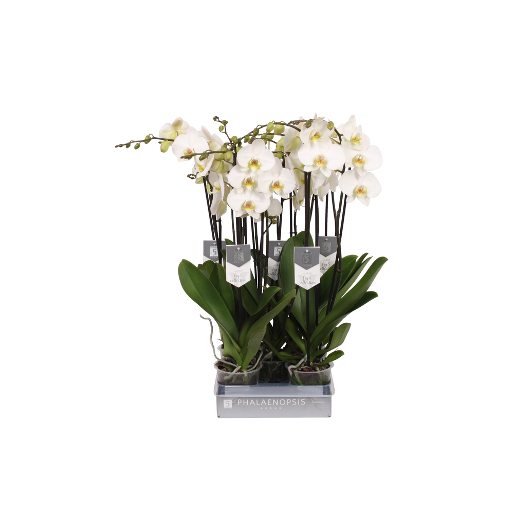 Phalaenopsis Leeds, 3-spike 22+.