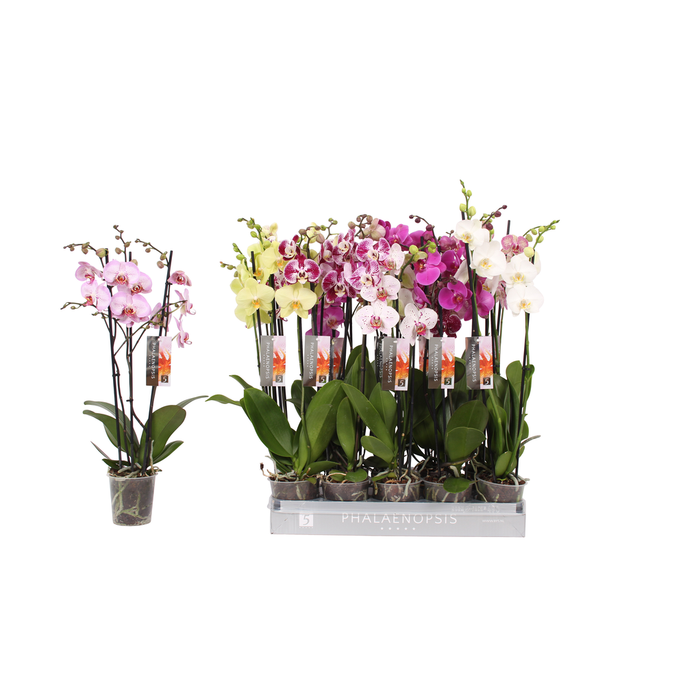 Phalaenopsis 7 color mix, 3-spike 22+.
