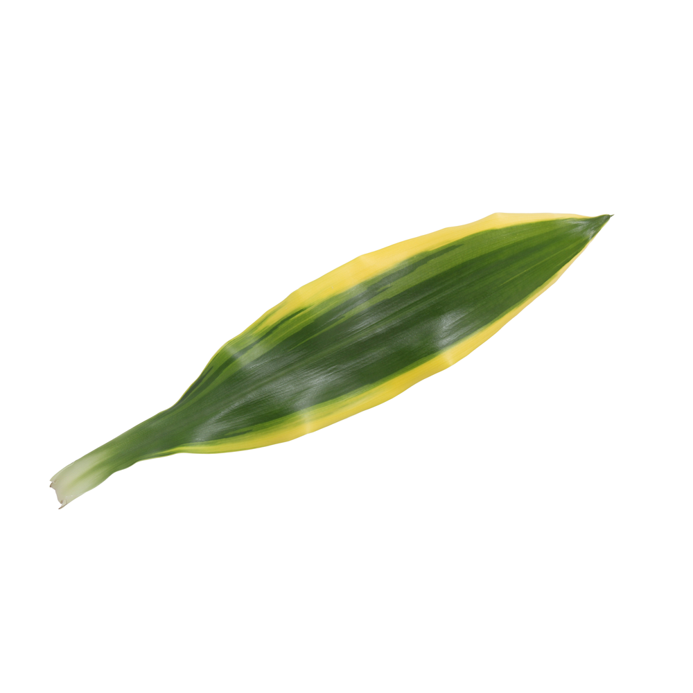 Dracaena Golden Coast, 11 cm pot.