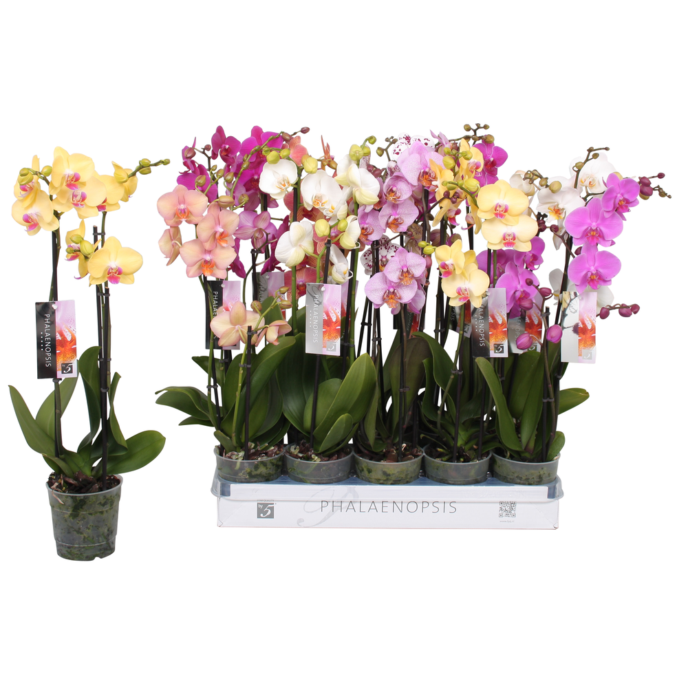 Phalaenopsis 6 color mix, 2,5-spike 18+.