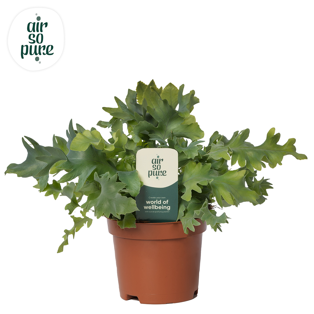 Phlebodium Davana - Air So Pure.