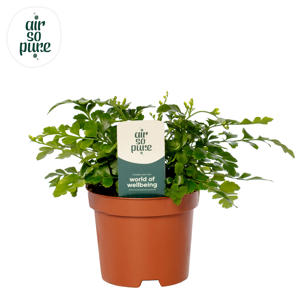 Asplenium parvati - Air So Pure.