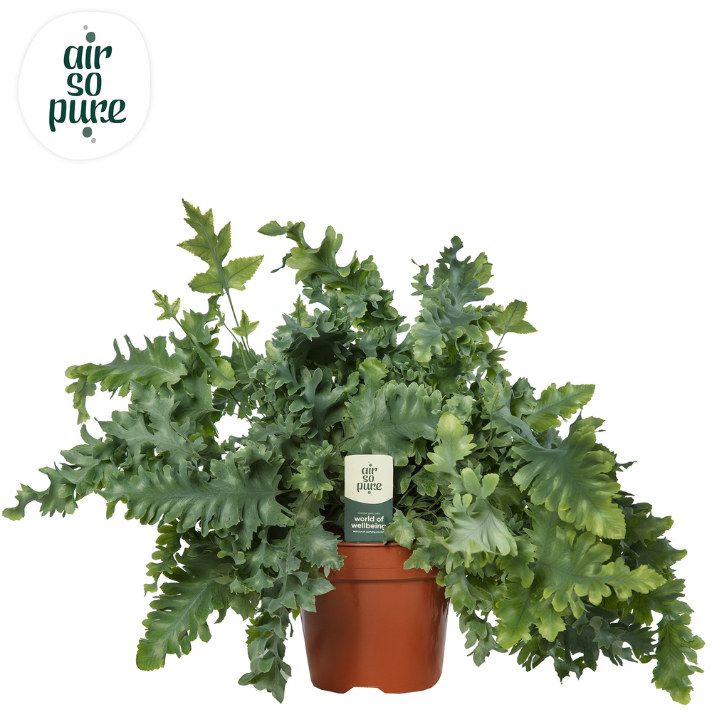 Phlebodium Davana - Air So Pure.