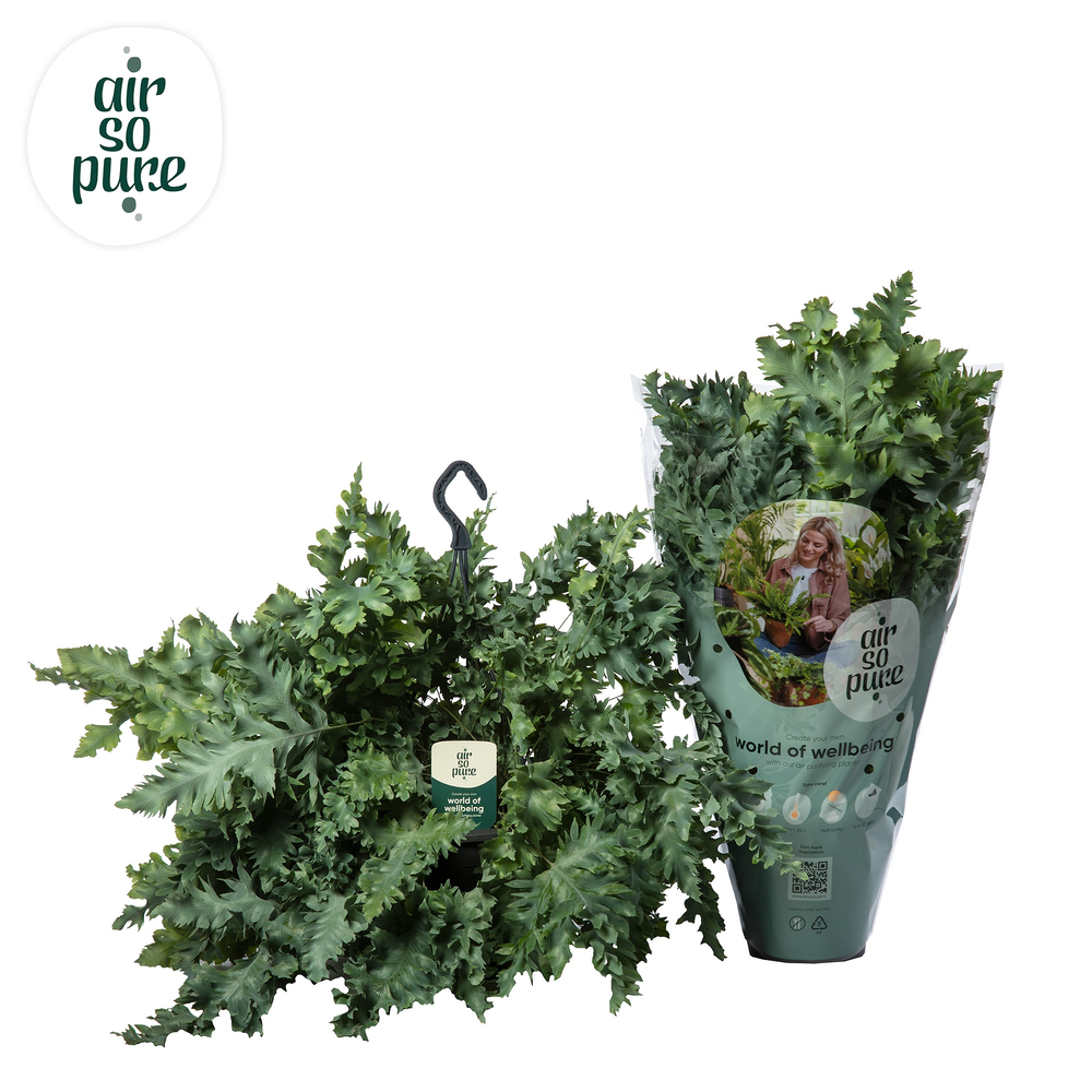 Phlebodium Davana hangpot - Air So Pure.
