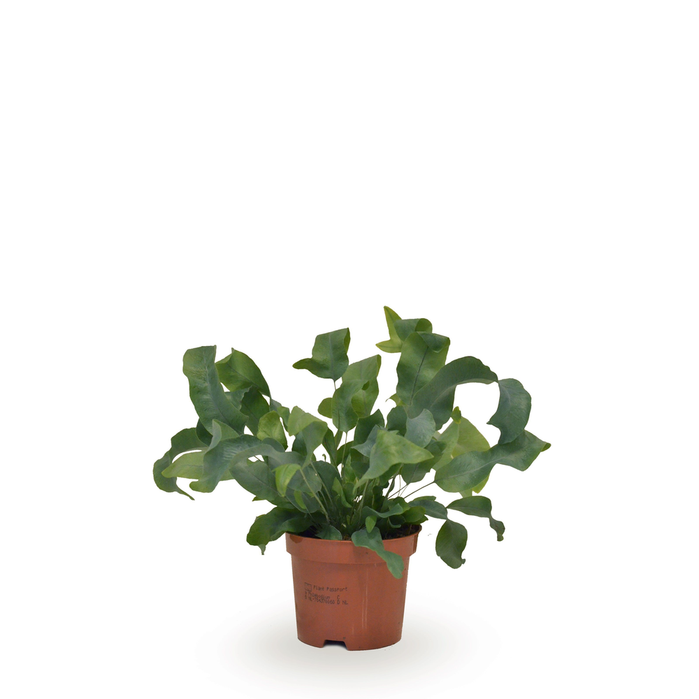 Phlebodium blå stjärna.