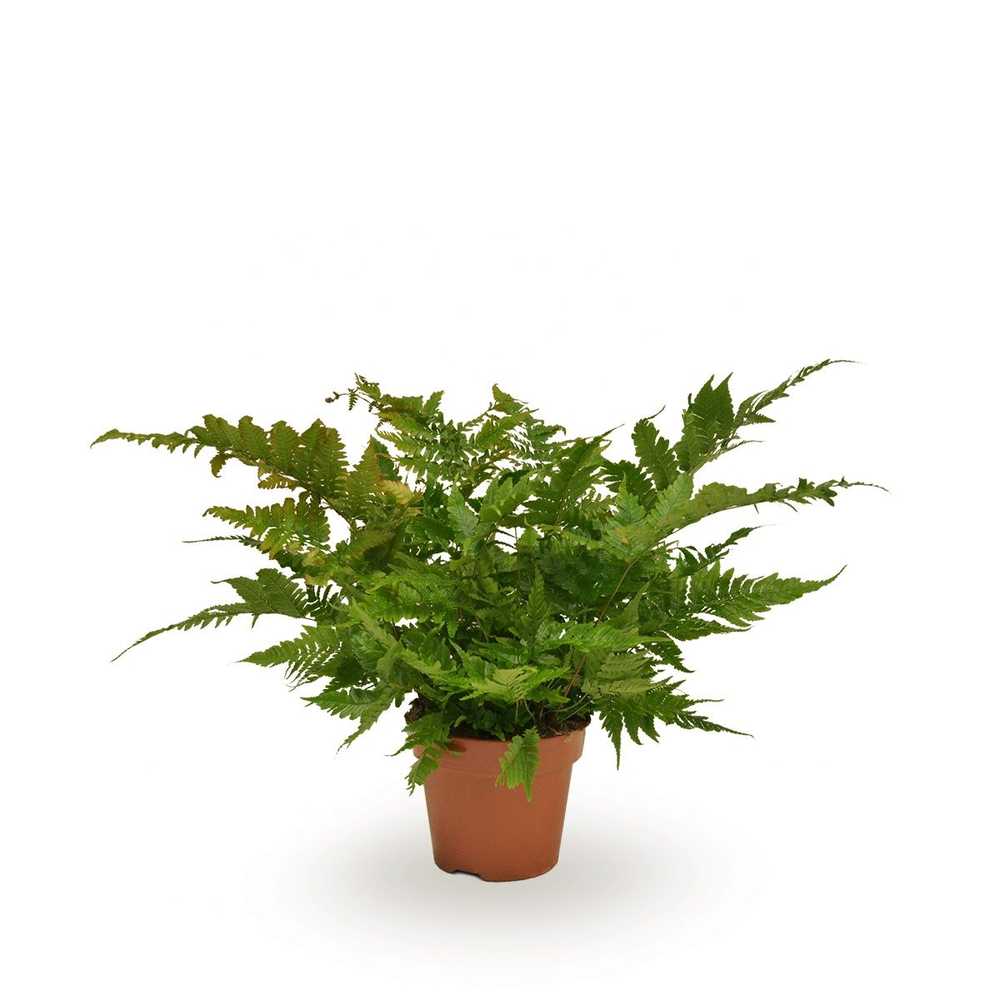 Dryopteris erythrosora.