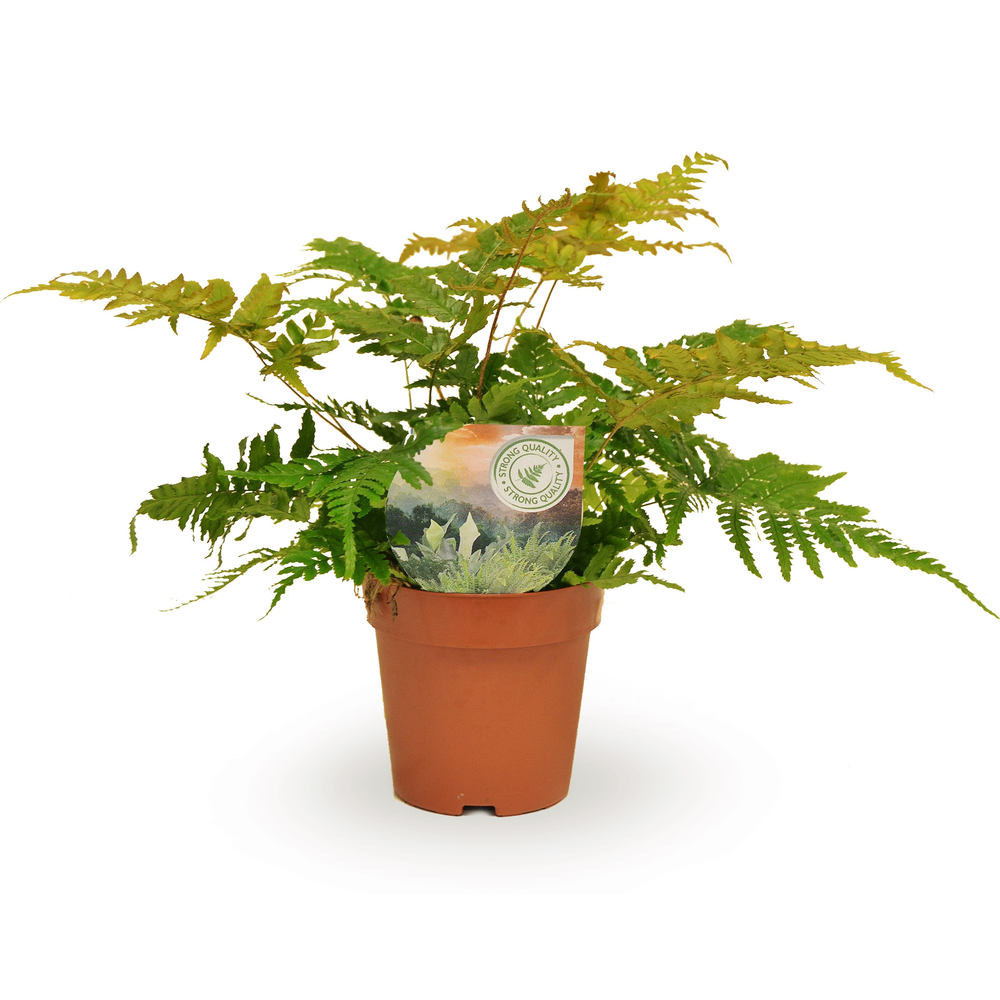 Dryopteris erythrosora.