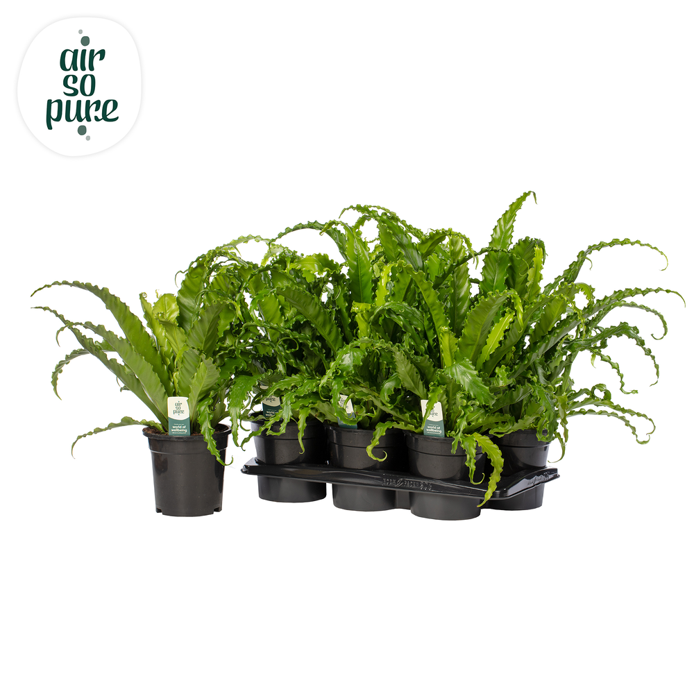 Asplenium Osaka - Air So Pure.