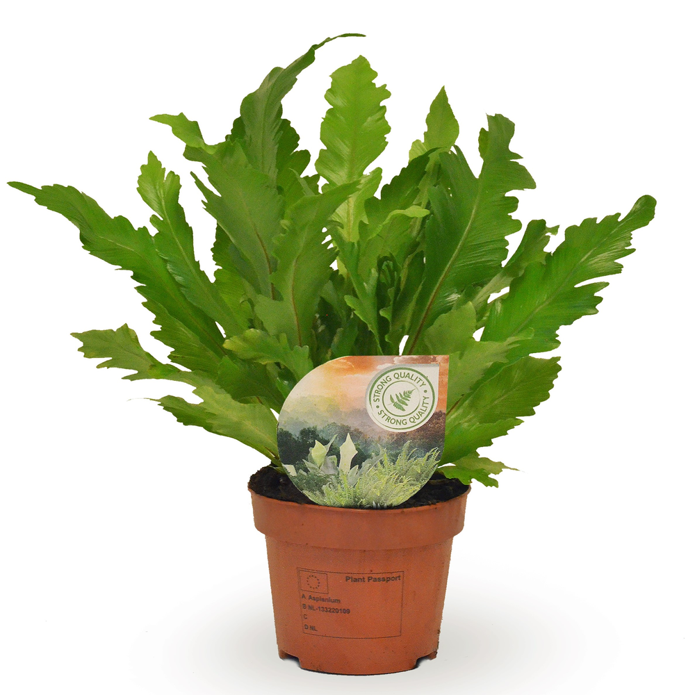 Asplenium Campio.