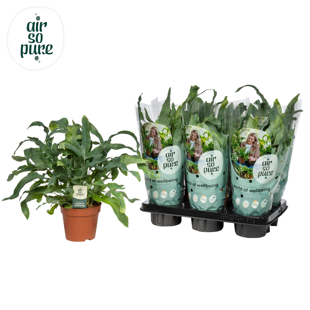 Phlebodium Blue Star - Air So Pure.