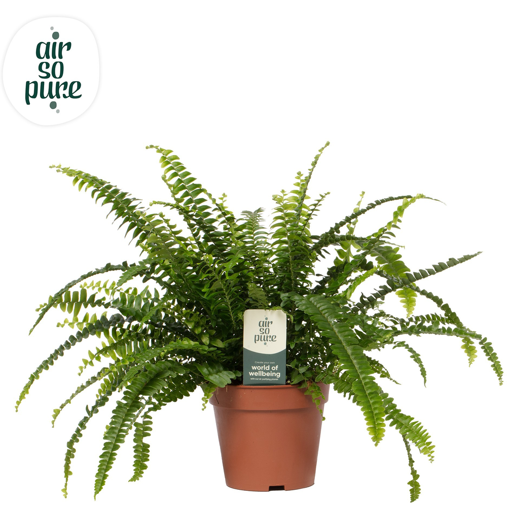 Nephrolepis Green Lady - Air So Pure.