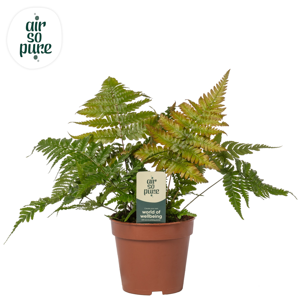 Dryopteris erythrosora - Air So Pure.