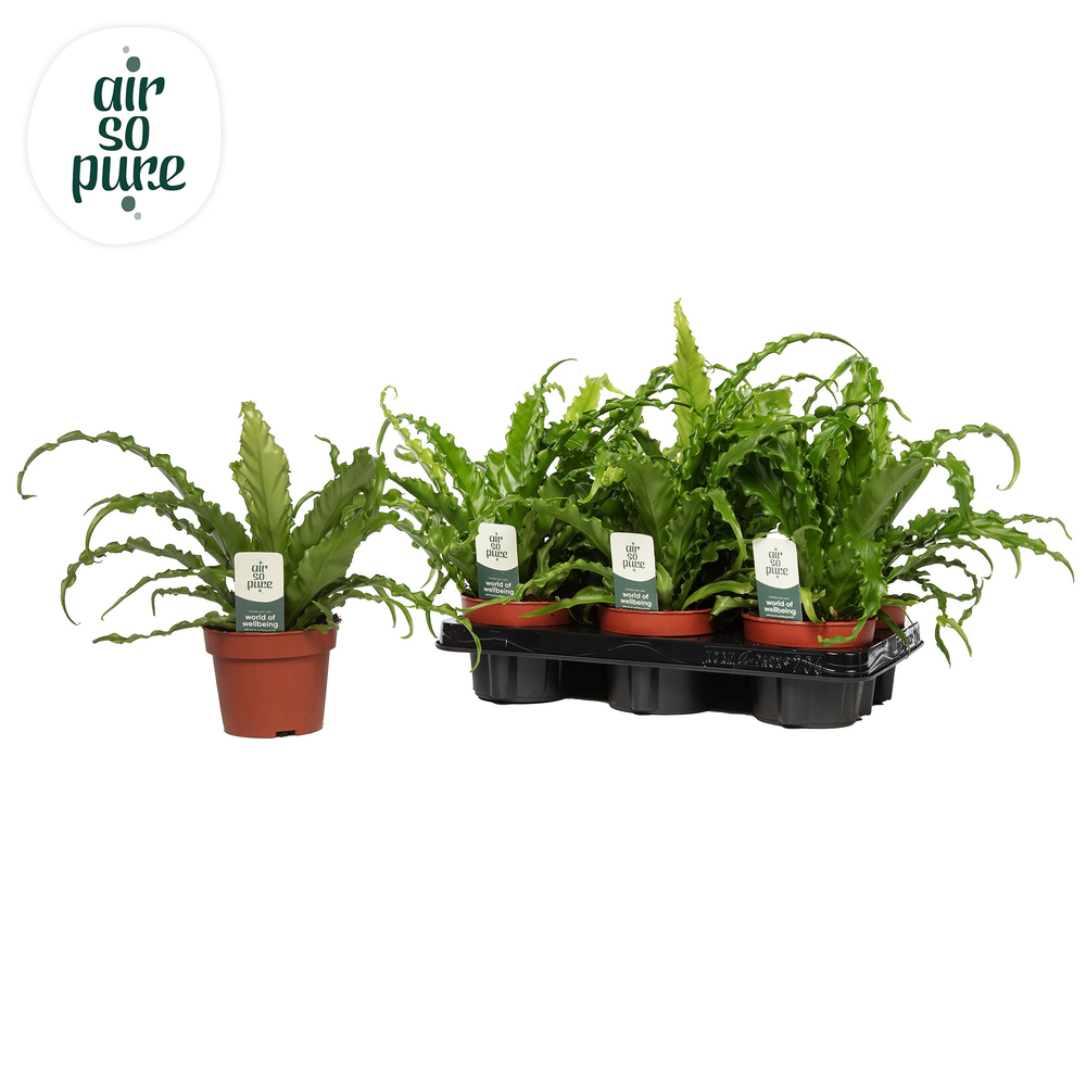 Asplenium Osaka - Air So Pure.