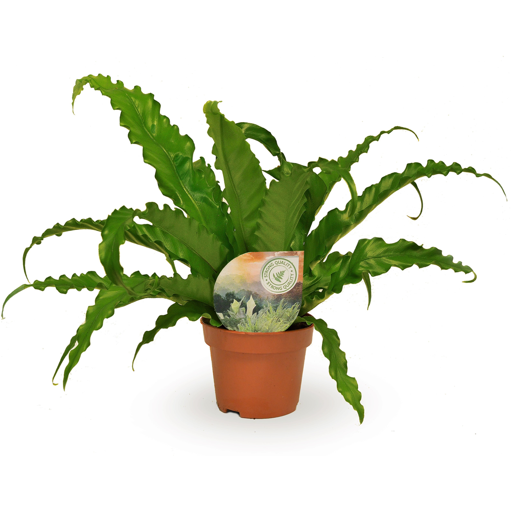 Asplenium Osaka.