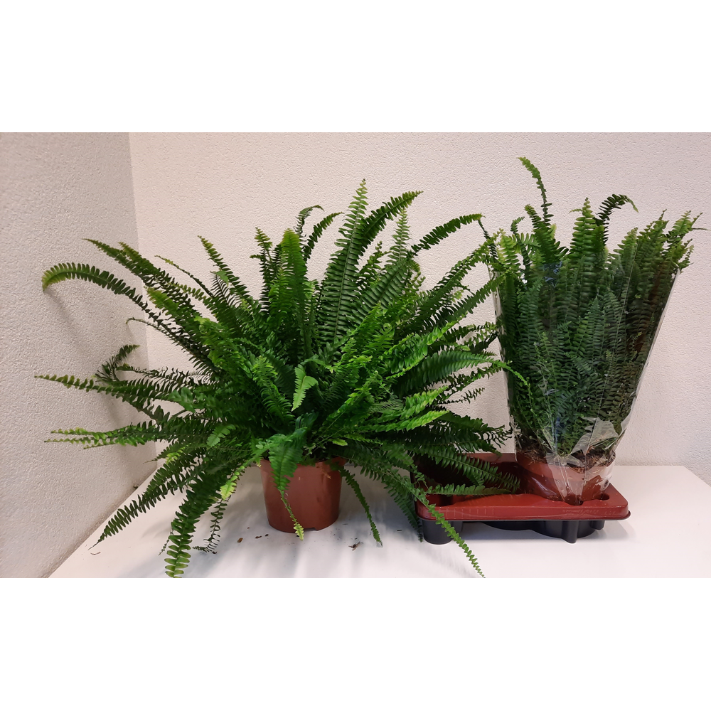 Nephrolepis Green Lady.