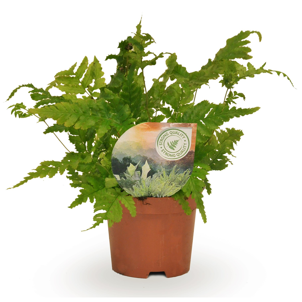 Dryopteris erythrosora.