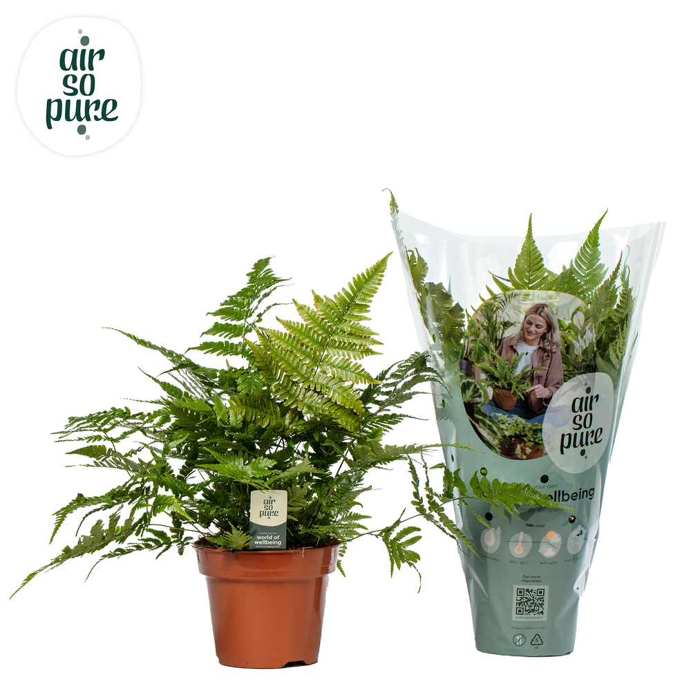 Dryopteris erythrosora - Air So Pure.