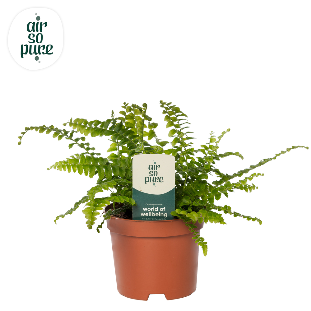 Nephrolepis Green Lady - Air So Pure.