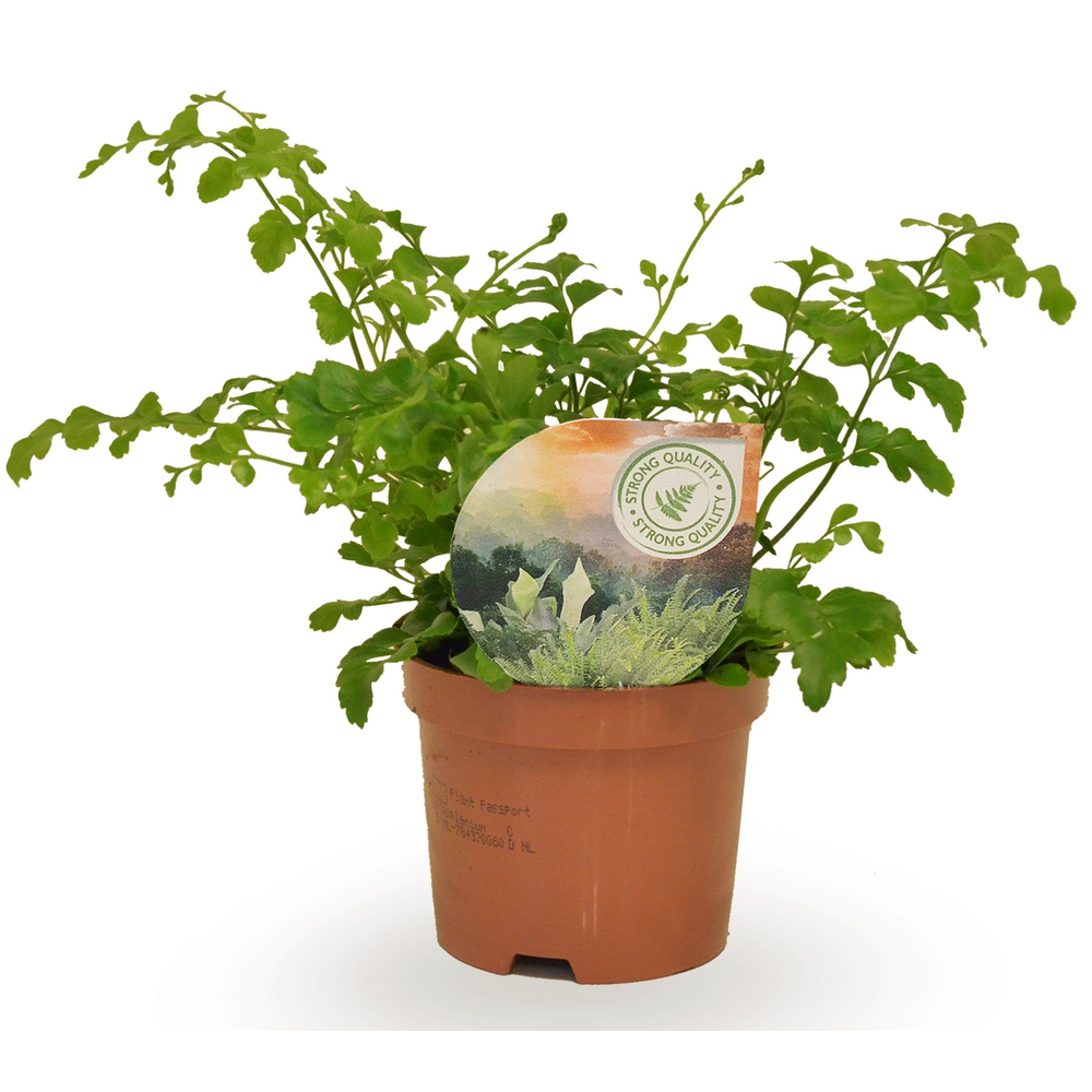 Asplenium parvati.