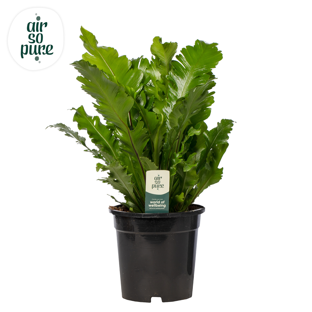 Asplenium Campio - Air So Pure.