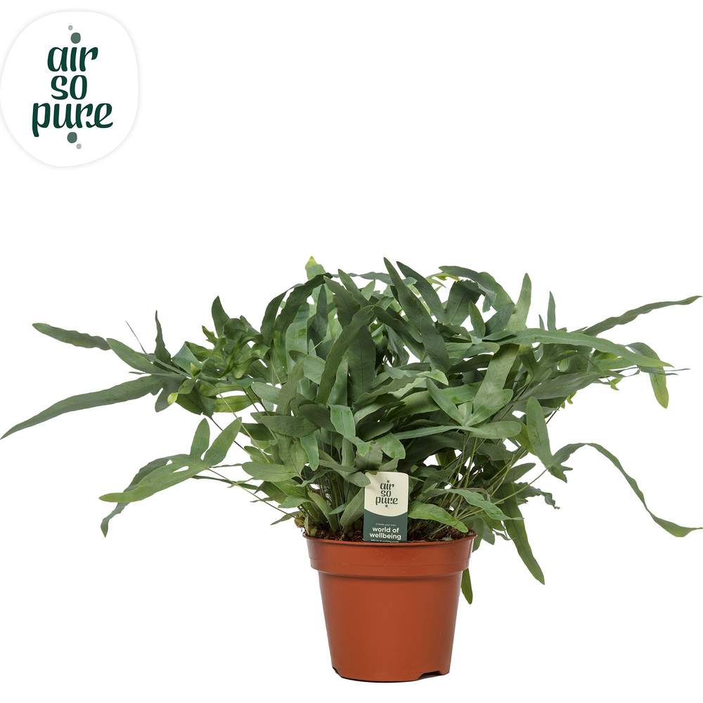 Phlebodium Blue Star - Air So Pure.