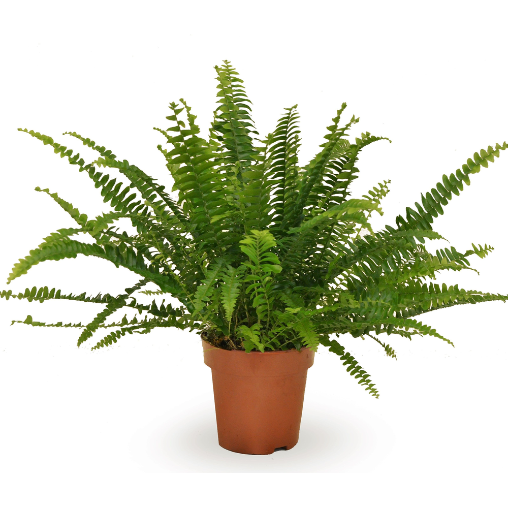 Nephrolepis Green Lady.