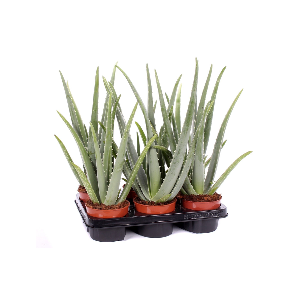 Aloe vera 12 cm.