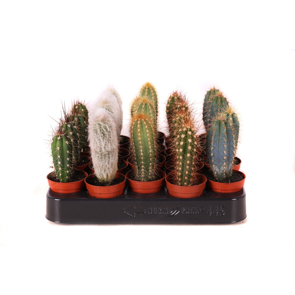Cactus zuilen 5,5 cm.