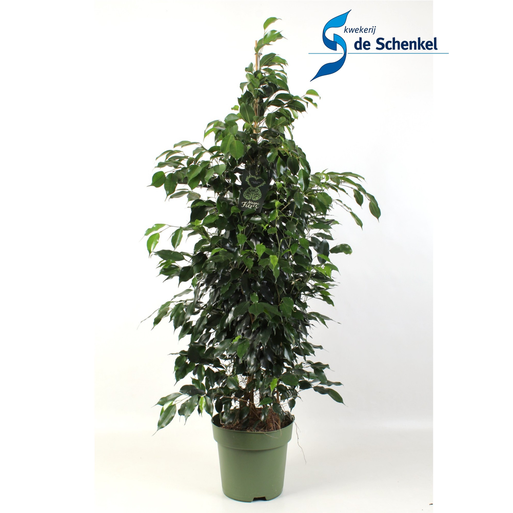 Ficus benjamina Danielle.