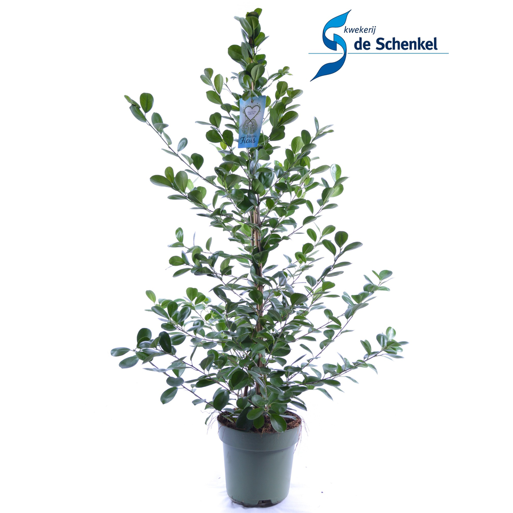 Ficus microcarpa Moclame.