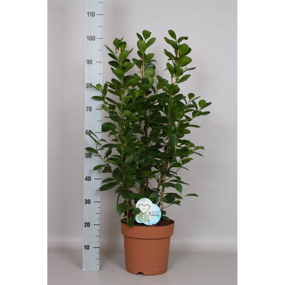 Ficus Moclamé Toef - Green4life.